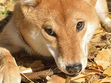 犬の反抗期は何歳ごろ起きやすい？　トレーナーが解説