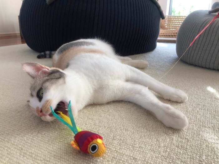 まだまだやんちゃ盛りの２歳。「たくさんかまってあげたい」ととわさん（とわさん提供）