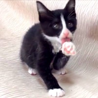 子猫時代、前足をペロッとなめるりぃちゃん（画像提供：もみおさん）