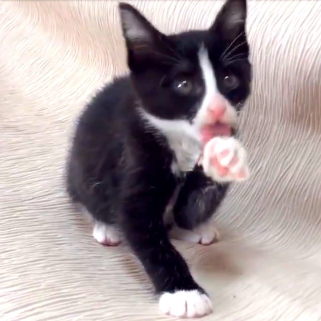 子猫時代、前足をペロッとなめるりぃちゃん（画像提供：もみおさん）