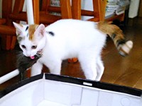 ねずみのぬいぐるみをくわえたハナちゃん（画像提供：ハナちゃんさん）