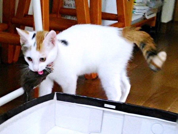 ねずみのぬいぐるみをくわえたハナちゃん（画像提供：ハナちゃんさん）