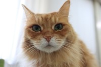 副社長「チャトラン」近影（画像：三協精器工業）