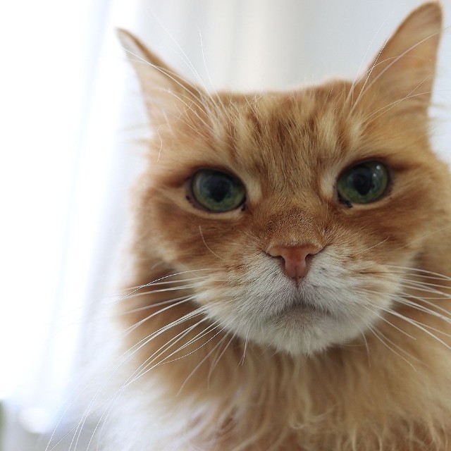 副社長「チャトラン」近影（画像：三協精器工業）