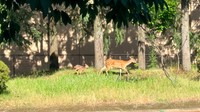 正門脇緑地で駆ける親子　画像提供：奈良県立大学