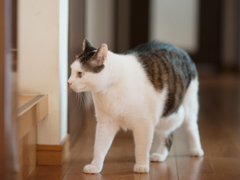 「豆太は隠れてるし、春は寝てる。見回りオッケーだな」（小林写函撮影）
