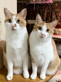 横並びになって飼い主さんを見つめる小判くん（奥）、金貨ちゃん（手前）（画像提供：ネコにごはんさん）
