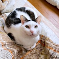 飼い主さんを見上げるしょうたくん（画像提供：きよダブシャインさん）