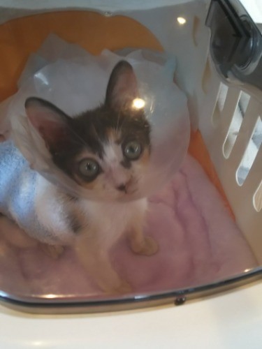 初めて出会った日のこももちゃん。小さなキャリーバッグから、大きな瞳でじっと外を見ていた