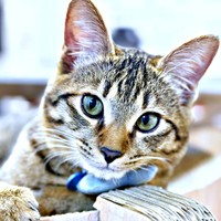 日に日にイケニャンぶりが際立つれんれんくん（画像提供：キジあにゃさん）