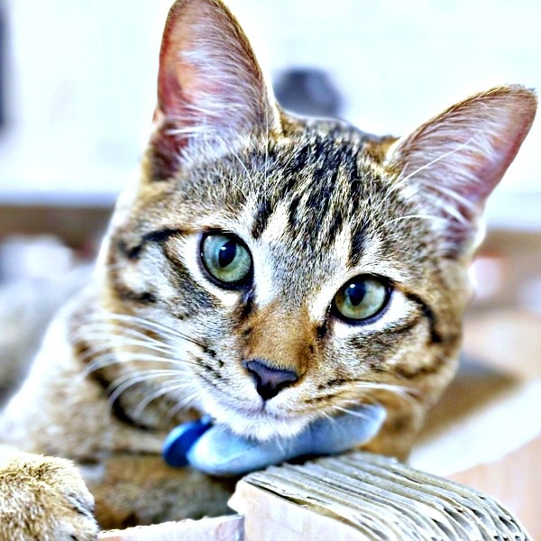 日に日にイケニャンぶりが際立つれんれんくん（画像提供：キジあにゃさん）