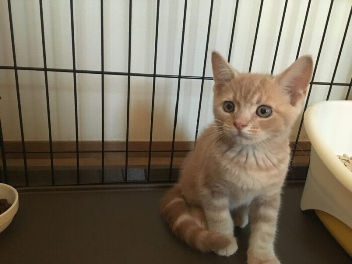 家にきたころの「はっさく」