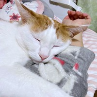 飼い主さんの腕をギュッ！ 甘えながら眠るむぎくん（画像提供：むぎさん）
