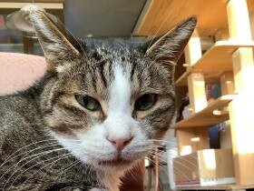 スリゴロしてくれてたのに～　うちの子になったら抱っこ嫌いになったMIX猫「広輔」