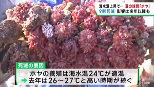 ホヤの水揚げが激減　前年の猛暑の影響　宮城・石巻市の雄勝湾