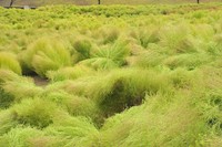 台風15号の影響でコキアが割れる（国営讃岐まんのう公園 9月5日撮影）