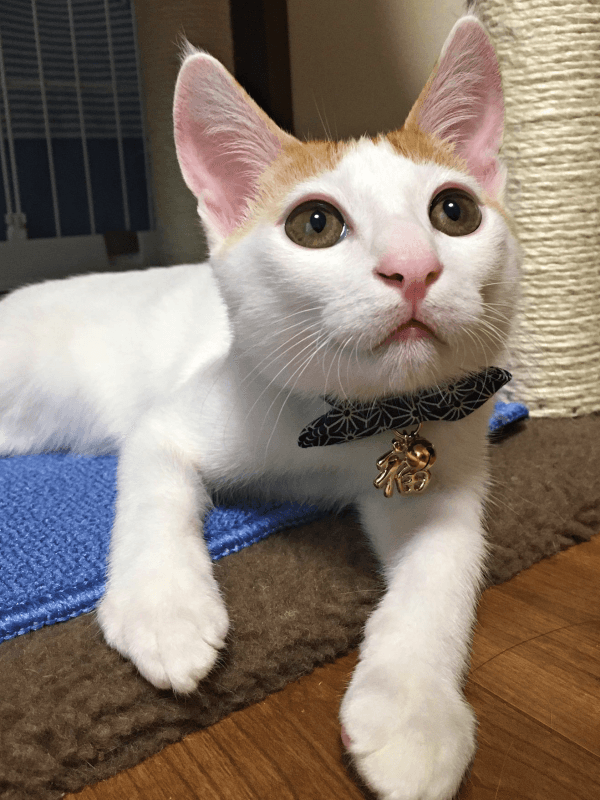 生後半年ころには元気っぱい、活発になったむぎちゃん（画像提供：むぎさん）