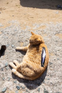 ねこは我関せずな様子