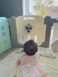 本日も見つめ合う仲の良いこんぶくんと娘さん（こんぶくんの飼い主さんＸより）