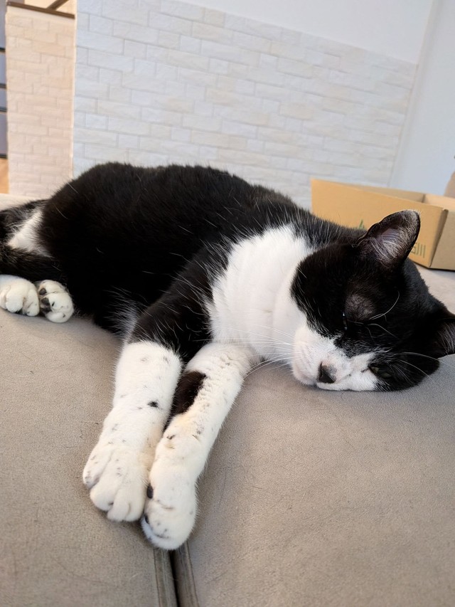 前足を伸ばしてぐっすり眠るハナちゃん（画像提供：Ai Tannoさん）