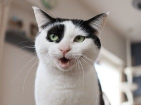 パンダみたいな目元をした猫　「雑種のかわいさを伝えたい」