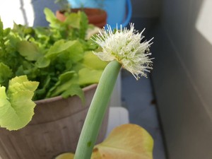 ぺいのおいすこ