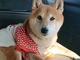 サッカー選手のようにボールキャッチするよ！　柴犬の「あずき」