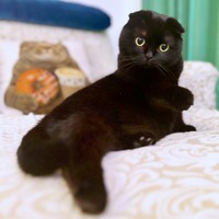 まったりモードのぷりもちゃん（画像提供：ふわもさん）