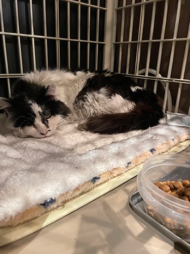 捕獲後2日目から食べ出した（けいさん提供）