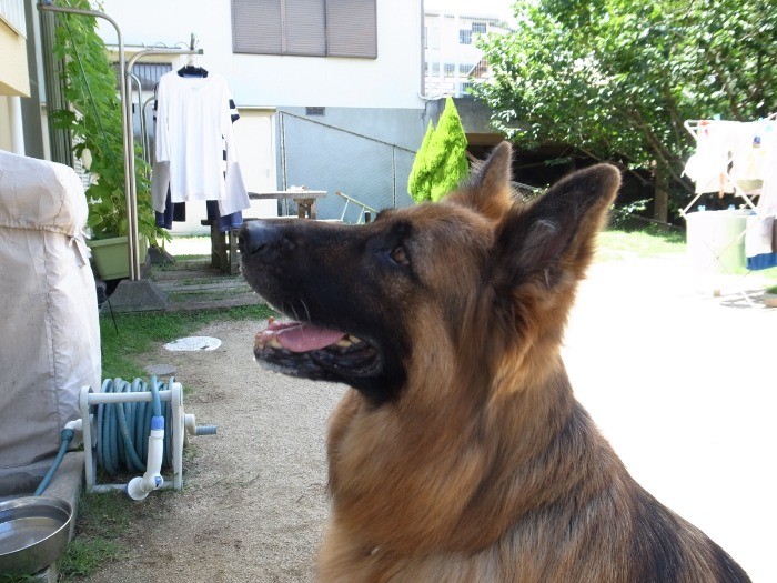 お母さんが大好き、ついて回ります