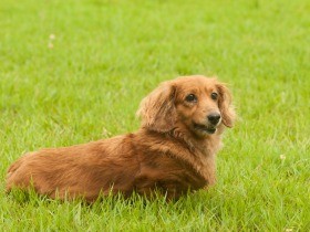 13歳の犬、においが強い鼻水　細菌性化膿性鼻炎の可能性も検討を