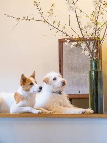 トレーナーさんの愛犬「ビスコッティ」とすまして記念撮影（キプノスドッグフォト 井上祐子撮影）