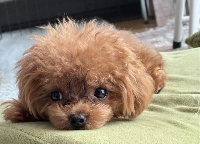 犬、夜中に目が覚めて思い悩むことが判明