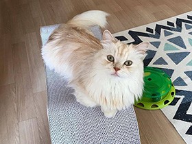 虫を見ると目が点に……　おしゃべりなミヌエット「クエルボ」　