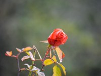 無意味だったと切り捨てられた卒業旅行。あの恋をもし笑い合えたら