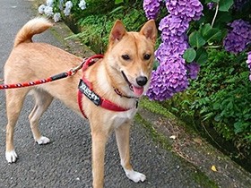 すっかり家族の中心　明るくて人懐っこいミックス犬「すず」