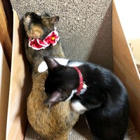 先住猫のみりんちゃん（左）と一緒に過ごすたいやきくん（右）（画像提供：みりん たいやきさん）