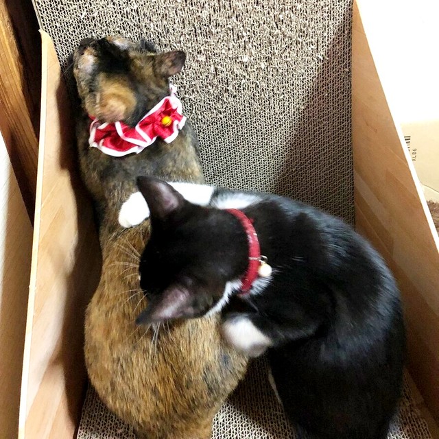 先住猫のみりんちゃん（左）と一緒に過ごすたいやきくん（右）（画像提供：みりん たいやきさん）