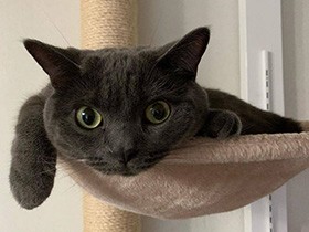 部屋中を走り回ったあとにくつろぎ中　アメショの「サスケ」　