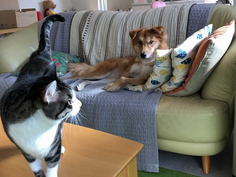 お気に入りは三人掛けソファ