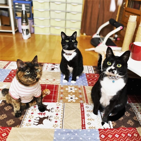 （左から）福・優・雷の集合写真（ゆかこさん提供）