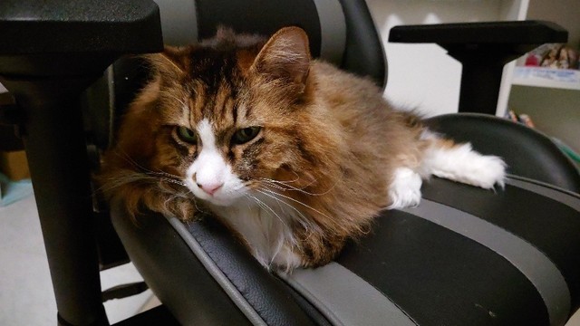 りんりんちゃんも白血病キャリア