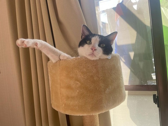 タワーでくつろぎタイム＝hachiware_natsuさん提供