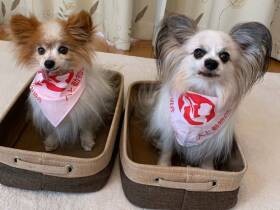 ちょっと技あり　おうち時間にセラピー犬が「箱入り」チャレンジ