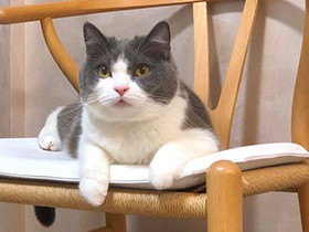 ハイタッチに真剣白刃取りも！　芸達者で賢いブリショー「ししまる」