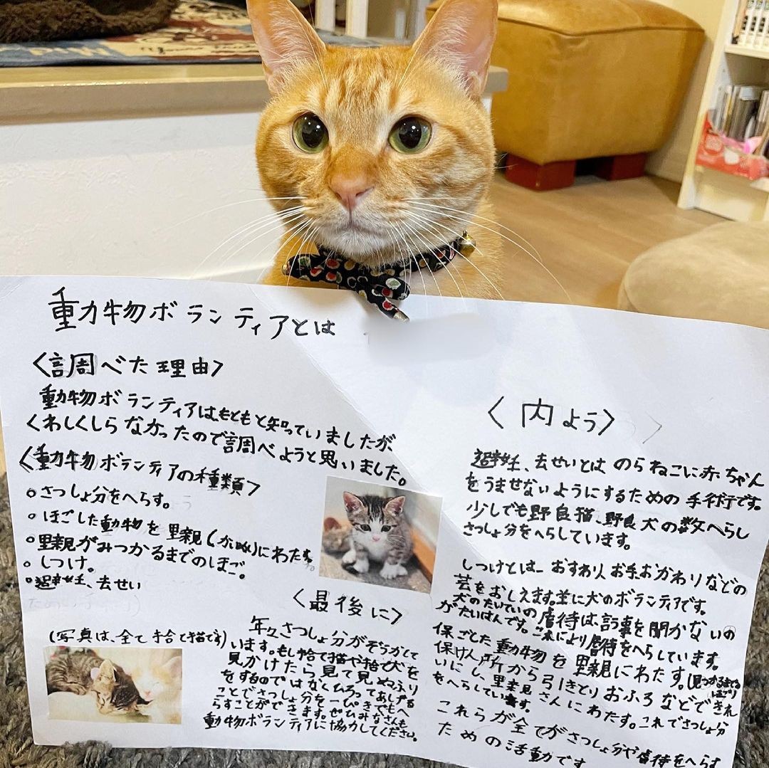 お寺に捨てられていた茶トラの子猫、キャリーバッグの中から「ここから