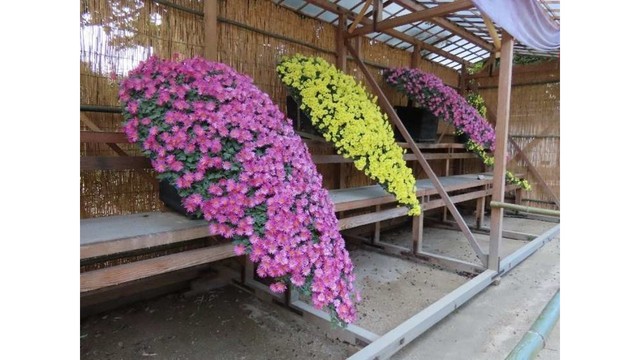 懸崖 提供:岡山後楽園