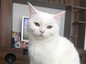 かくれんぼ、秘密の隠れ場所があるよ　スコティッシュ「キララ」