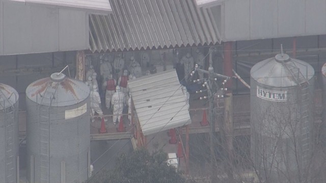 津山市の鳥インフル　殺処分したニワトリの焼却を開始　岡山県