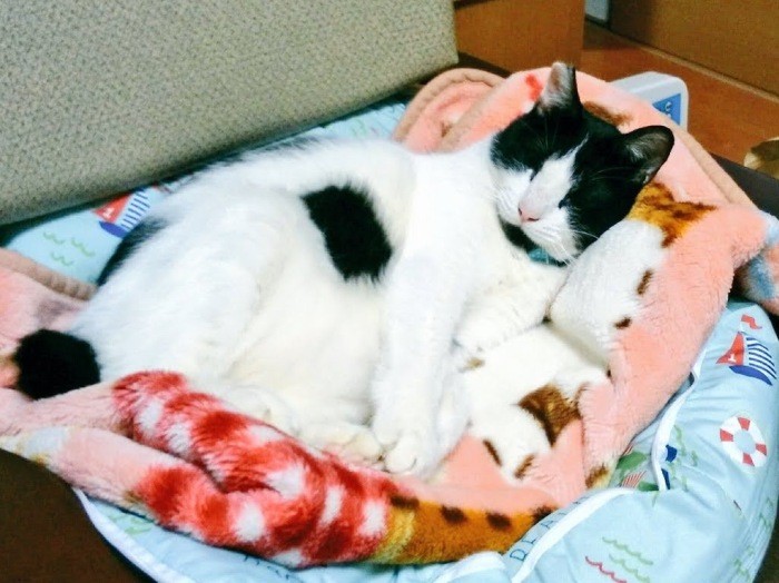 自室の猫ベッドで休息中のふうすけくん、この２日前にＦＩＰドライタイプと診断が下った（提供：かずみさん）
